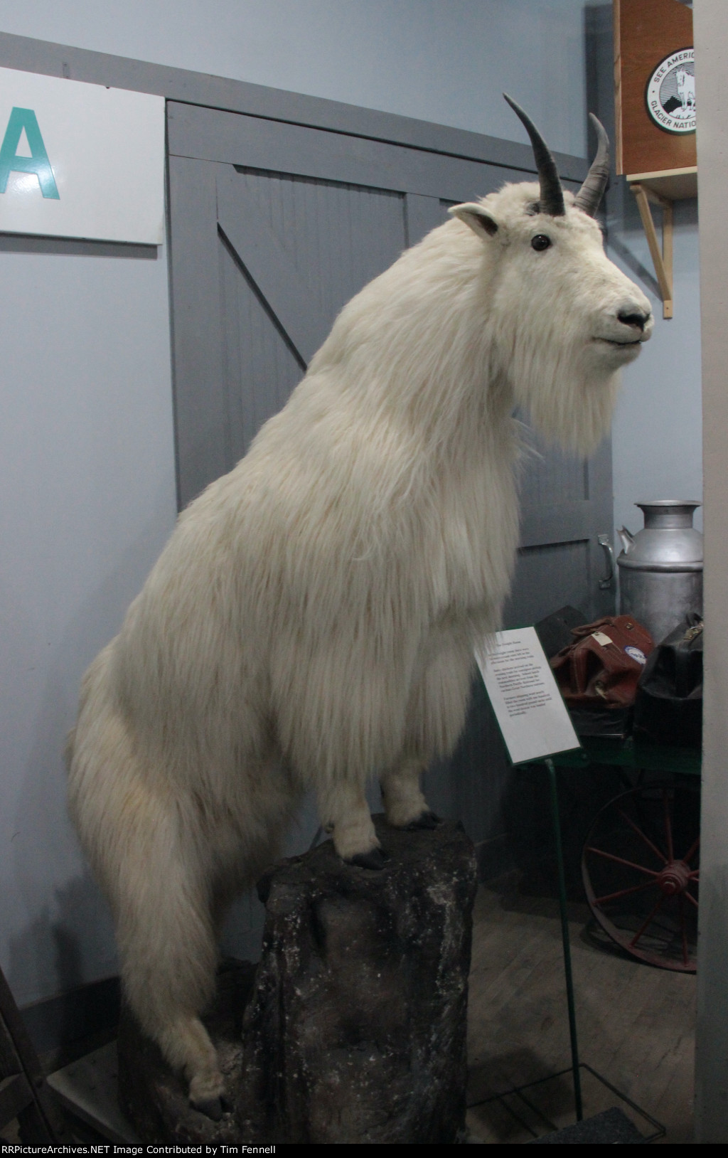 Rocky, The Great Northern Goat